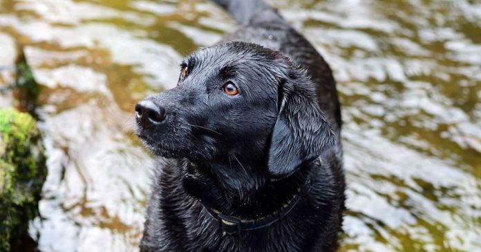 Nằm mơ thấy chó đen ý nghĩa như thế nào