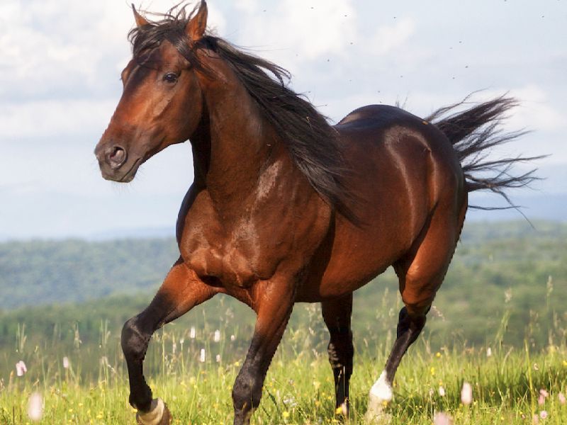 Mơ thấy con ngựa tiết lộ gì về tài lộc, tình duyên và sức khoẻ? 3 Mơ thấy con ngựa 5