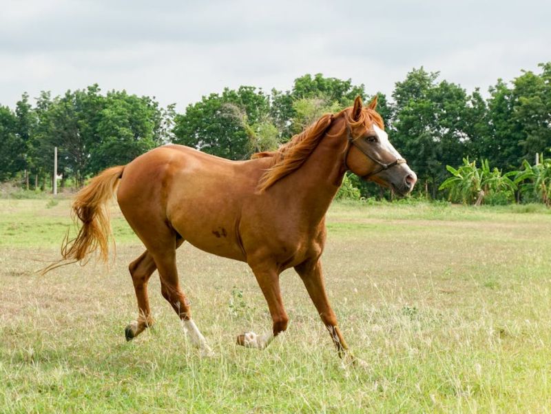 Mơ thấy con ngựa tiết lộ gì về tài lộc, tình duyên và sức khoẻ? 4 Mơ thấy con ngựa 4