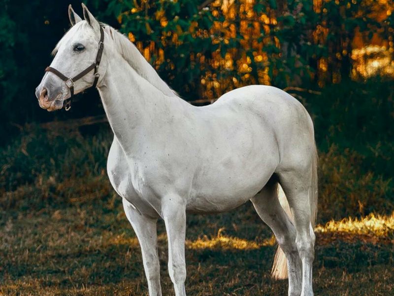 Mơ thấy con ngựa tiết lộ gì về tài lộc, tình duyên và sức khoẻ? 2 Mơ thấy con ngựa 3