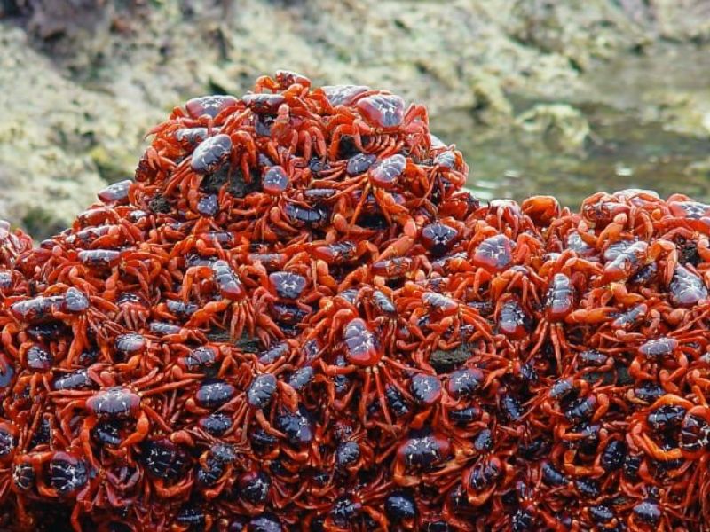 Mơ thấy cua đánh con gì