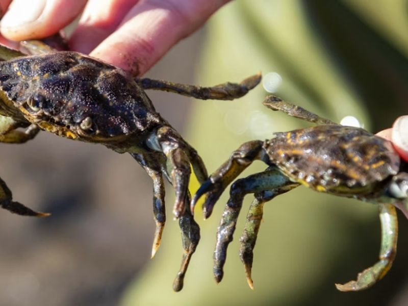 Mơ thấy cua - giấc mơ nhiều ý nghĩa