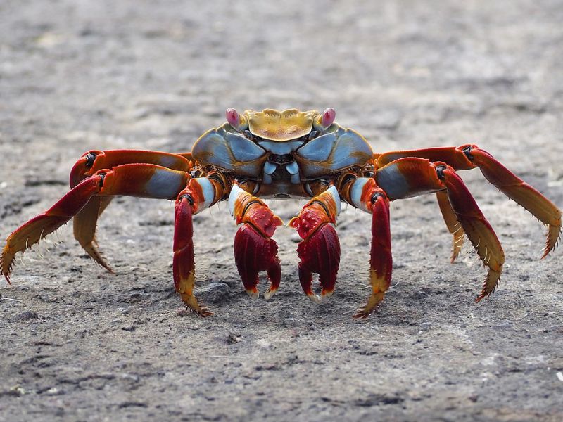 Mơ thấy cua - giấc mơ khẳng định bản thân