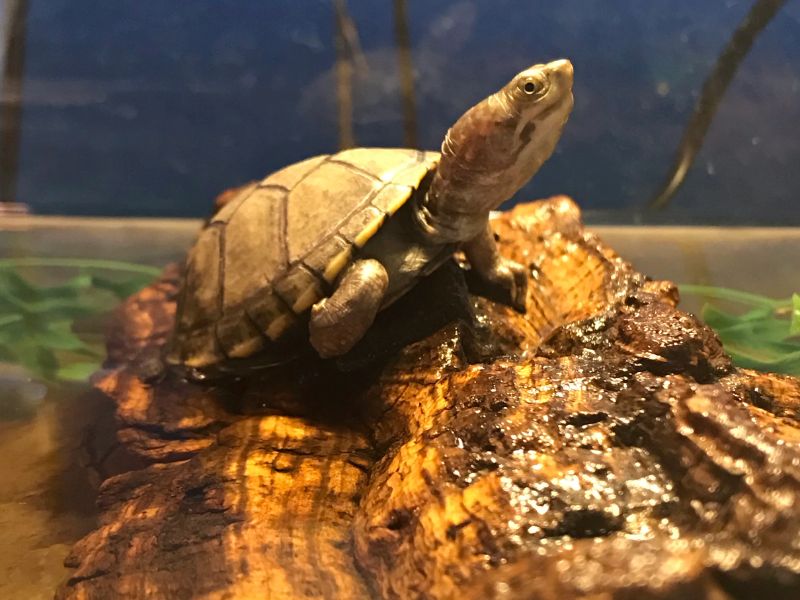 Mơ thấy rùa vàng 3