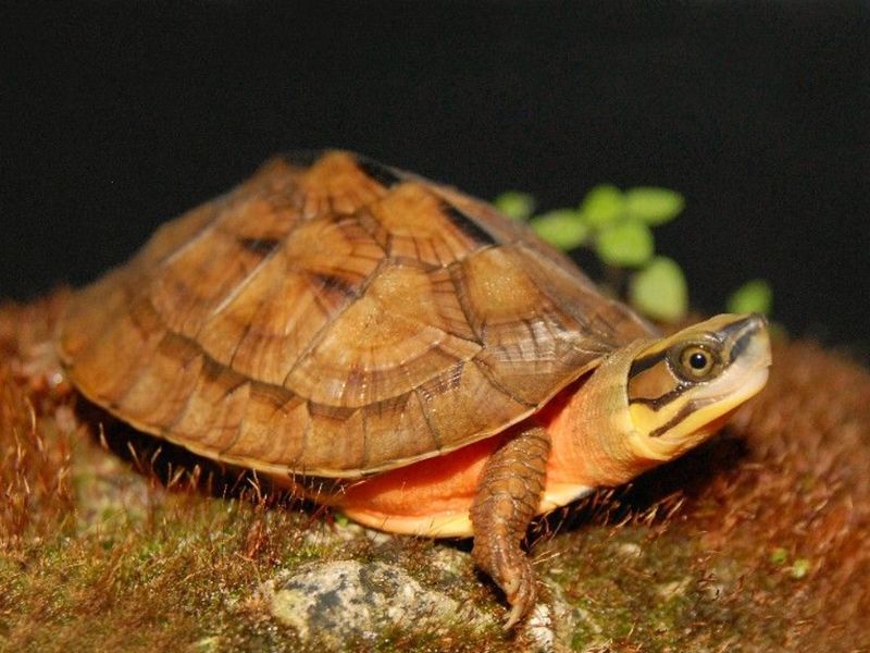 Mơ thấy rùa vàng 2