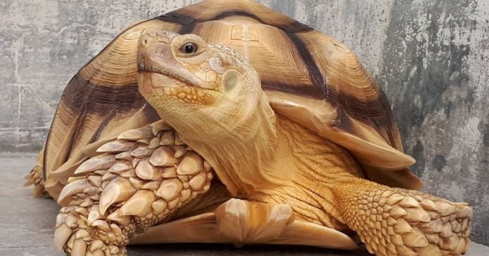 Mơ thấy rùa vàng 4