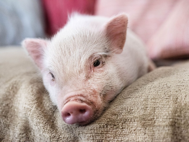 Tử vi hàng ngày mệnh tài lộc của 12 con giáp trong ngày 9/5/2025 3 Tử vi hàng ngày mệnh tài lộc tuổi Hợi