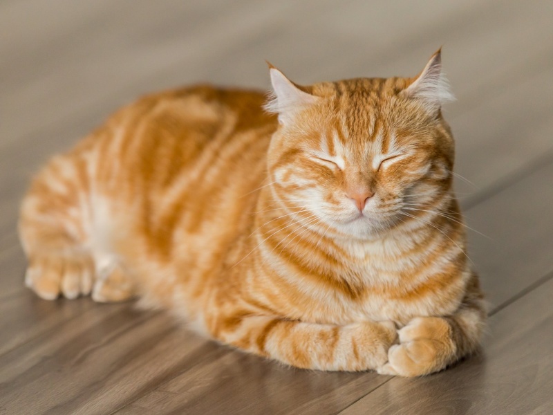 Tử vi hàng ngày mệnh tài lộc của 12 con giáp trong ngày 9/5/2025 1 Tử vi hàng ngày mệnh tài lộc tuổi Mão