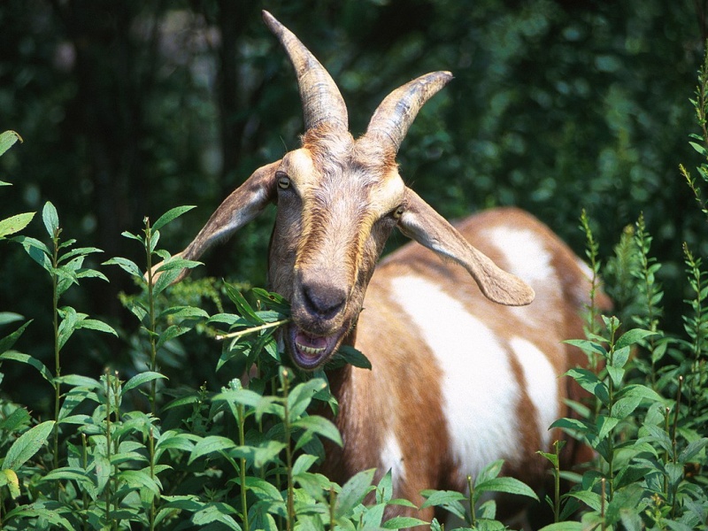 Tử vi hàng ngày mệnh tài lộc của 12 con giáp trong ngày 9/5/2025 2 Tử vi hàng ngày mệnh tài lộc tuổi Mùi