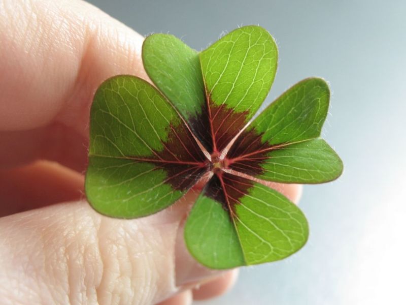 Xem tử vi tuần mới 19-25/5/2025: 12 con giáp đón vận may ra sao? 3 Xem tử vi vận may