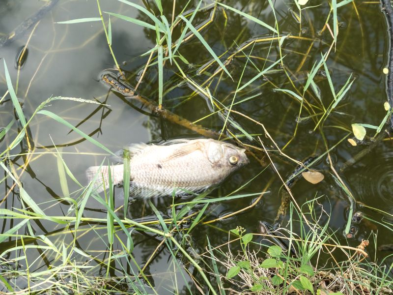 Cá chết có điềm gì: Coi chừng tài vận và cẩn trọng đường đi nước bước 1 Cá chết có điềm gì 2