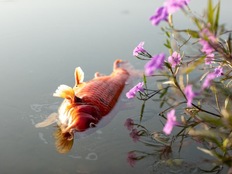 Cá chết có điềm gì: Coi chừng tài vận và cẩn trọng đường đi nước bước 2 Cá chết có điềm gì 1