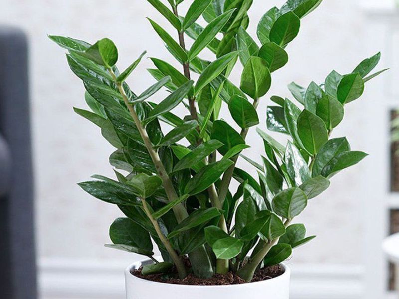 Cây kim tiền nở hoa là điềm gì: Đón vận may nhưng nhớ tránh làm 03 điều 1 Cây kim tiền nở hoa là điềm gì 1