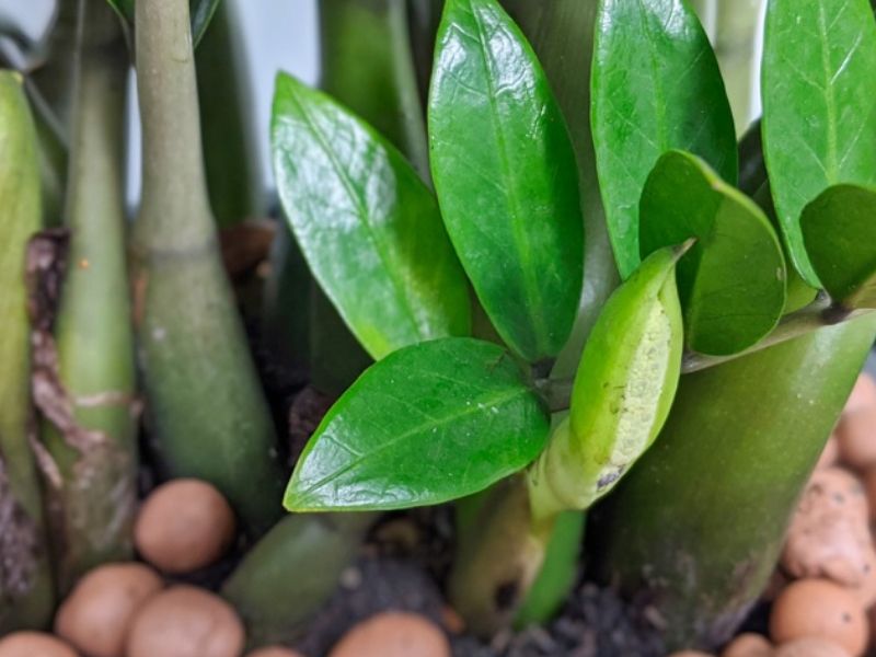 Cây kim tiền nở hoa là điềm gì: Đón vận may nhưng nhớ tránh làm 03 điều 2 Cây kim tiền nở hoa là điềm gì 2