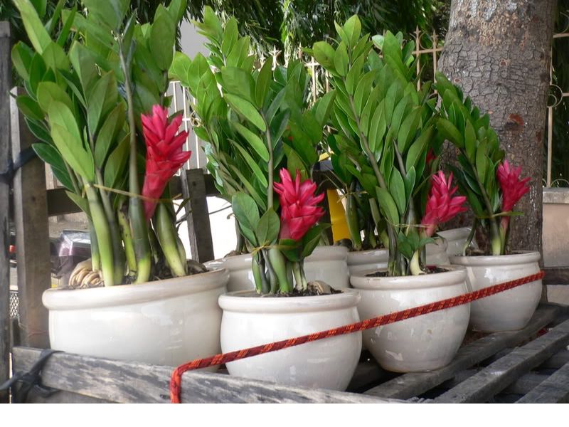 Cây kim tiền nở hoa là điềm gì: Đón vận may nhưng nhớ tránh làm 03 điều 3 Cây kim tiền nở hoa là điềm gì 3