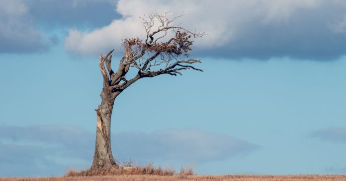 Cây tự nhiên chết là điềm gì 4 Cây tự nhiên chết là điềm gì 4