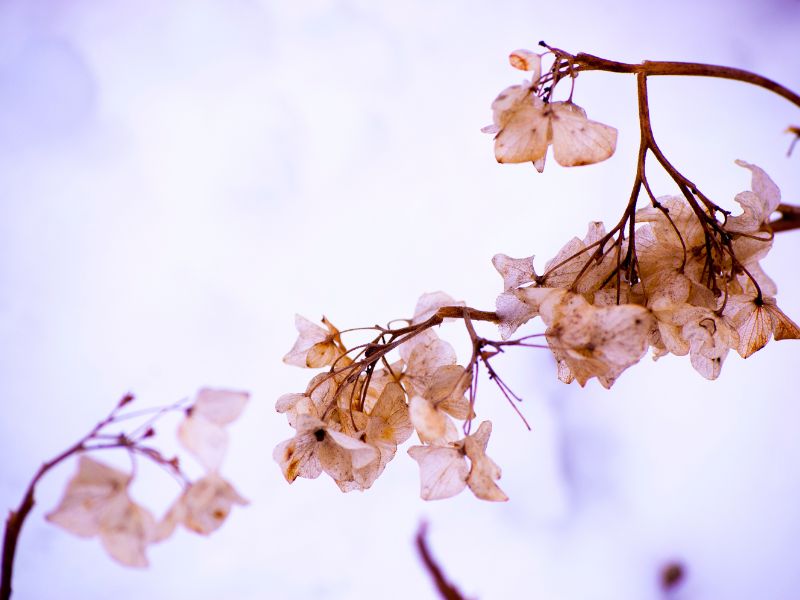 Cây tự nhiên chết là điềm gì: Nhận diện nhanh điềm báo tốt, xấu 3 Cây tự nhiên chết là điềm gì 3