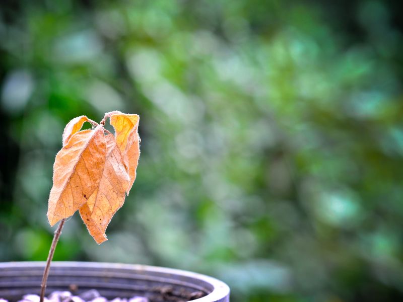 Cây tự nhiên chết là điềm gì: Nhận diện nhanh điềm báo tốt, xấu 1 Cây tự nhiên chết là điềm gì 1