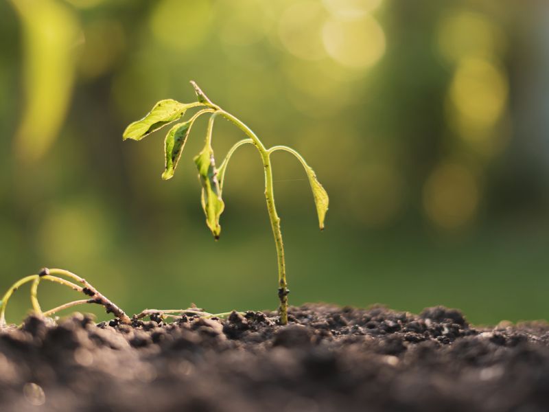 Cây tự nhiên chết là điềm gì: Nhận diện nhanh điềm báo tốt, xấu 2 Cây tự nhiên chết là điềm gì 2