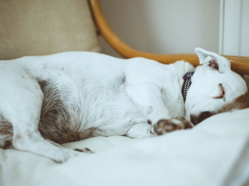 Chó bị chết là điềm gì - Top 20 cảnh báo khi cún cưng đột ngột qua đời 3 Chó bị chết là điềm gì 3