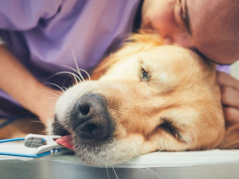 Chó bị chết là điềm gì - Top 20 cảnh báo khi cún cưng đột ngột qua đời 2 Chó bị chết là điềm gì 2