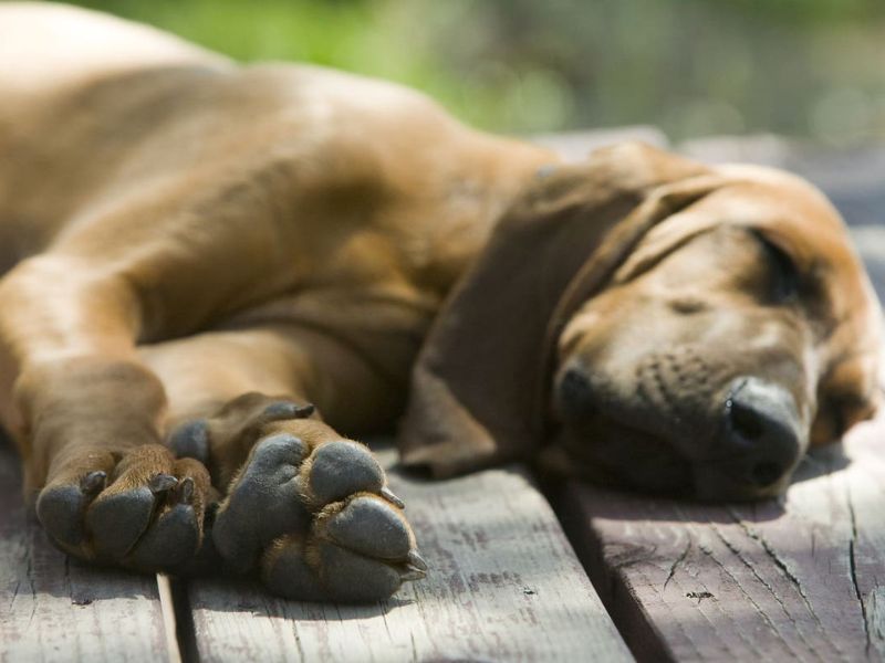 Chó bị chết là điềm gì - Top 20 cảnh báo khi cún cưng đột ngột qua đời 1 Chó bị chết là điềm gì 1