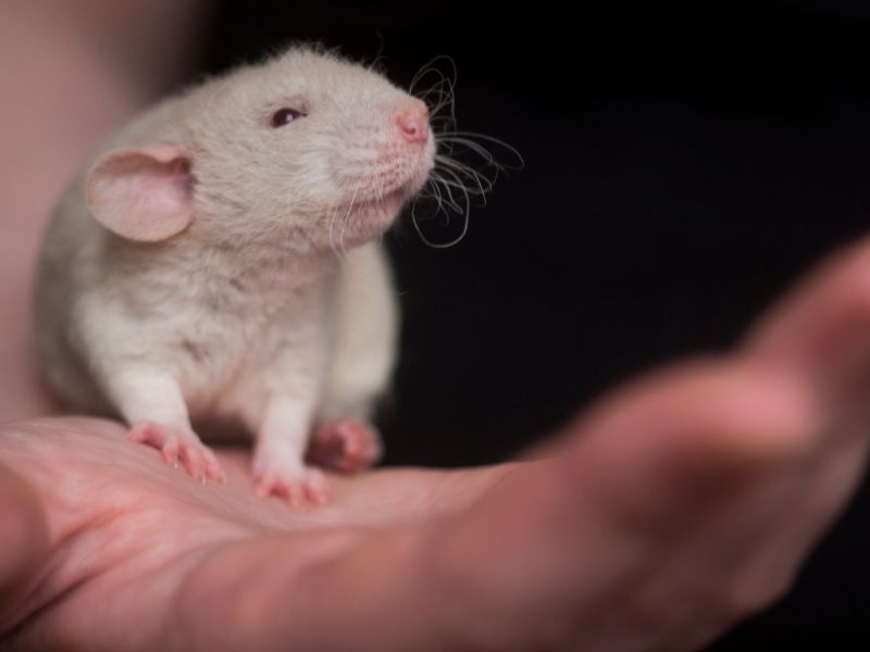 Chuột con vào nhà là điềm gì: Bật mí 25 điềm báo bất ngờ cùng con số may mắn 3 chuột con vào nhà là điềm gì 2