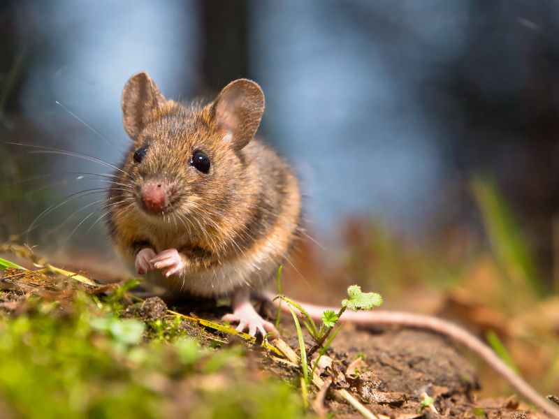 Chuột con vào nhà là điềm gì: Bật mí 25 điềm báo bất ngờ cùng con số may mắn 1 chuột con vào nhà là điềm gì 3