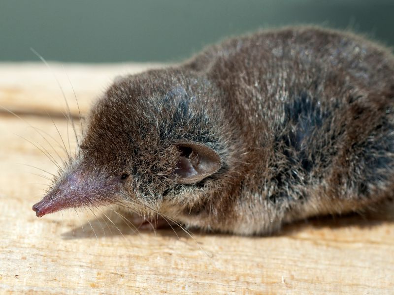 Chuột xạ kêu ban đêm là điềm gì: Hóa giải vận xui chỉ với vài mẹo đơn giản 1 Chuột xạ kêu ban đêm là điềm gì 1