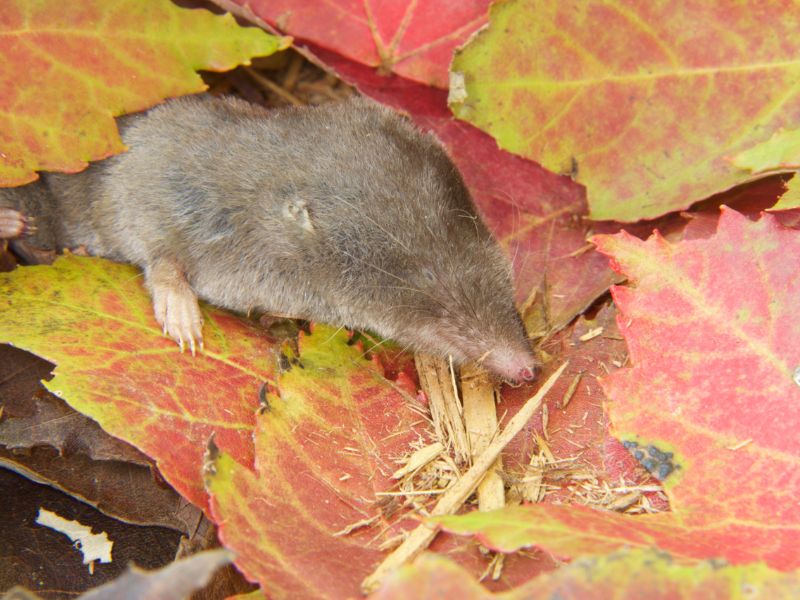 Chuột xạ kêu ban đêm là điềm gì: Hóa giải vận xui chỉ với vài mẹo đơn giản 3 Chuột xạ kêu ban đêm là điềm gì 2