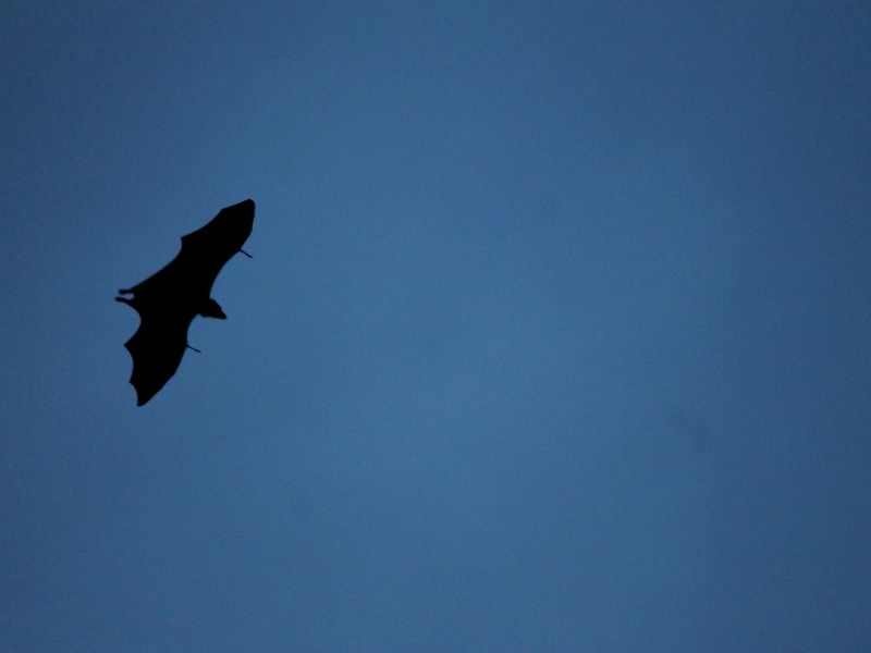 Dơi bay vào nhà 3 vòng đánh con gì? 3 Dơi bay vào nhà 3 vòng là điềm gì - 1