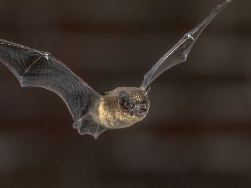 Dơi bay vào nhà 3 vòng đánh con gì? 2 Dơi bay vào nhà 3 vòng là điềm gì - 2