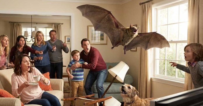 doi-bay-vao-nha-3-vong-danh-con-gi-thi-moi-tot Dơi bay vào nhà 3 vòng là điềm gì