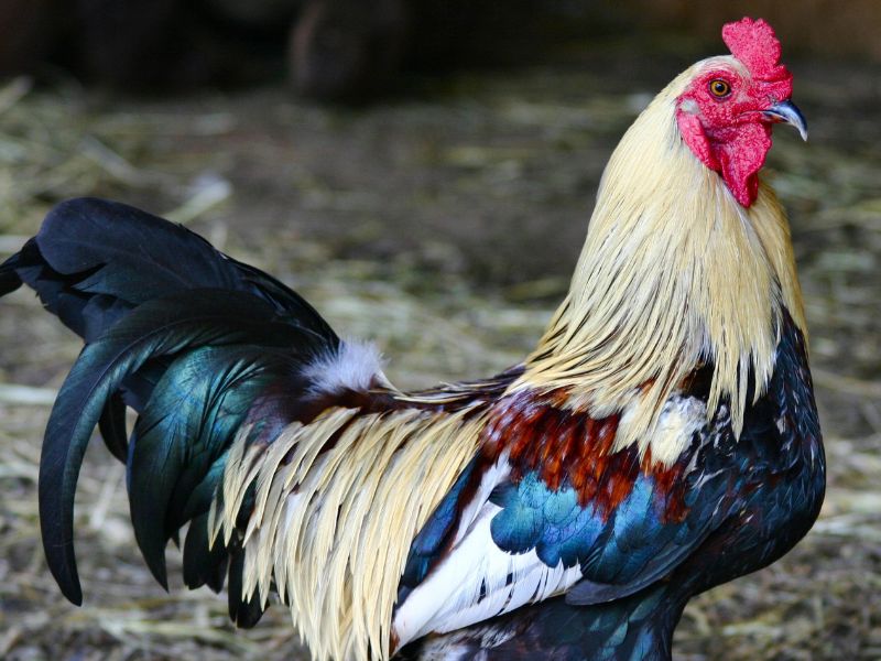 Gà gáy đêm: Mỗi khung giờ mang một thông điệp khác nhau 3 Gà gáy đêm theo từng thời gian trong năm