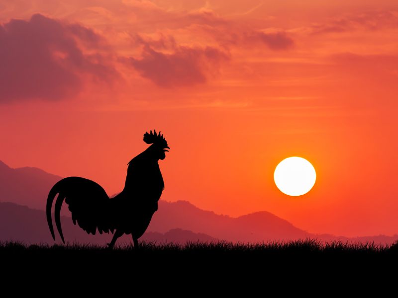 Gà gáy đêm: Mỗi khung giờ mang một thông điệp khác nhau 2 Gà gáy đêm theo từng thời tiết