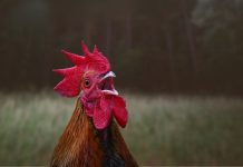 Gà gáy đêm: Mỗi khung giờ mang một thông điệp khác nhau Gà gáy đêm là điềm gì