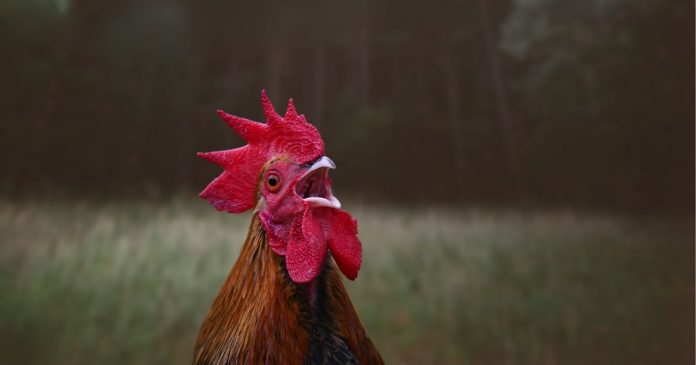 Gà gáy đêm là điềm gì Gà gáy đêm là điềm gì