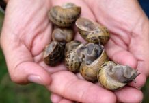 Mơ thấy bắt ốc: 05 thông điệp quan trọng từ thế giới tâm linh Mơ thấy bắt ốc 1