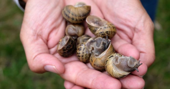 Mơ thấy bắt ốc 1 Mơ thấy bắt ốc 1