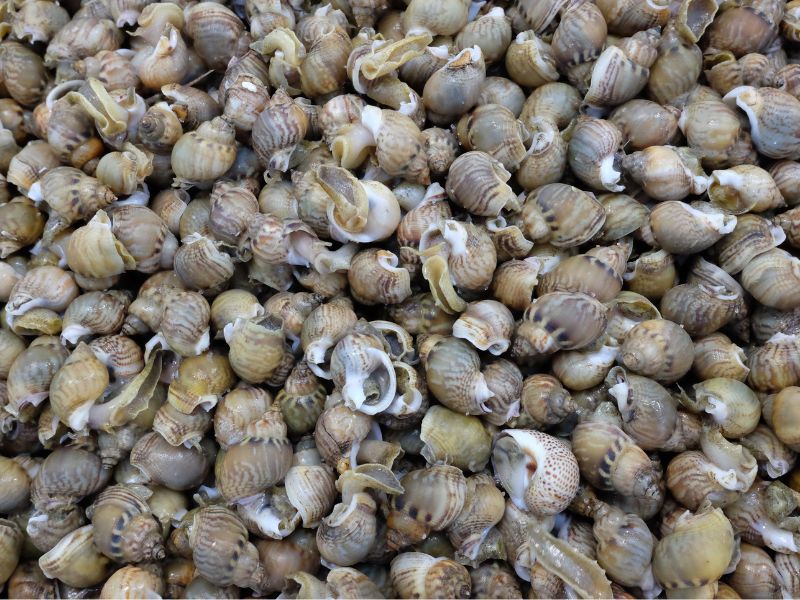 Mơ thấy bắt ốc: 05 thông điệp quan trọng từ thế giới tâm linh 2 Mơ thấy bắt ốc 3