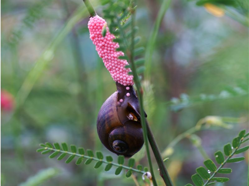 Mơ thấy bắt ốc: 05 thông điệp quan trọng từ thế giới tâm linh 3 Mơ thấy bắt ốc 4
