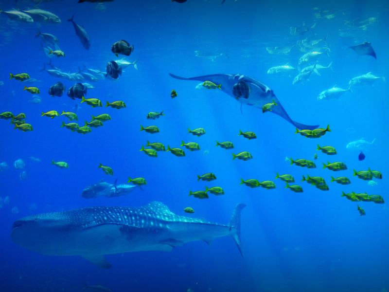 Mơ thấy biển xanh: Top 5 lời cảnh báo từ giấc mơ này 3 Mơ thấy biển xanh - 02