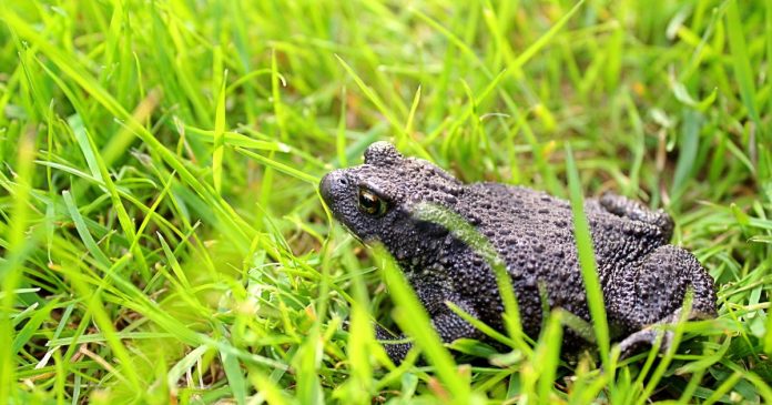 Mơ thấy cóc đen 1 Mơ thấy cóc đen 1