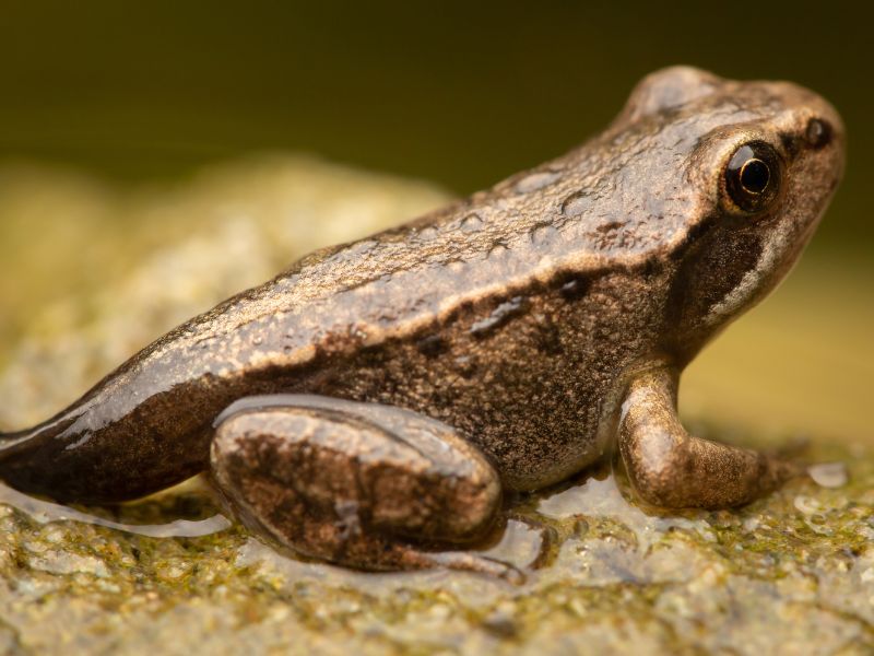 Mơ thấy cóc đen là điềm gì và đánh được số mấy? 1 Mơ thấy cóc đen 3