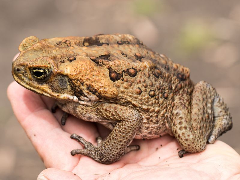 Mơ thấy cóc đen là điềm gì và đánh được số mấy? 2 Mơ thấy cóc đen 2