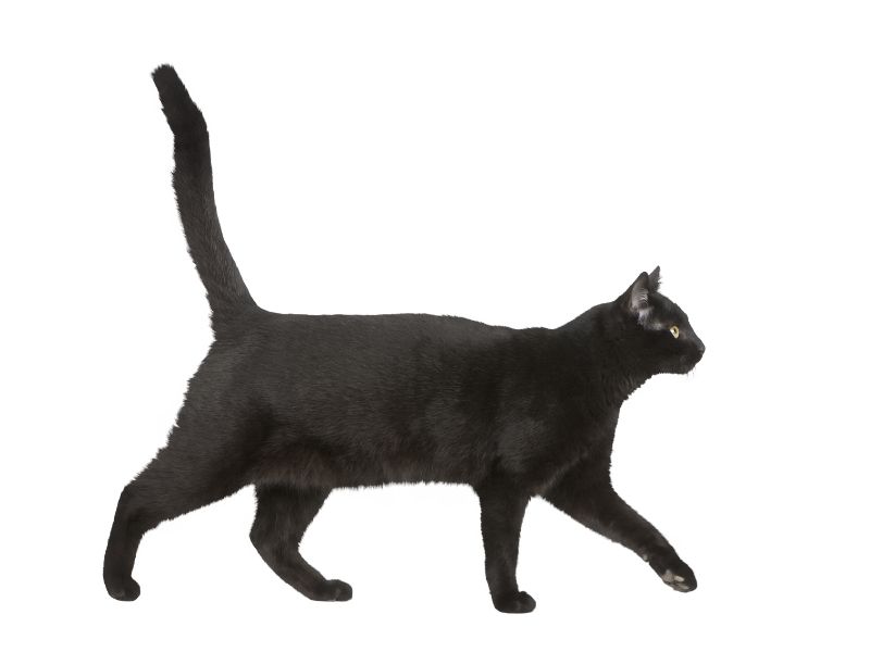 Mùng 1 mèo vào nhà màu đen