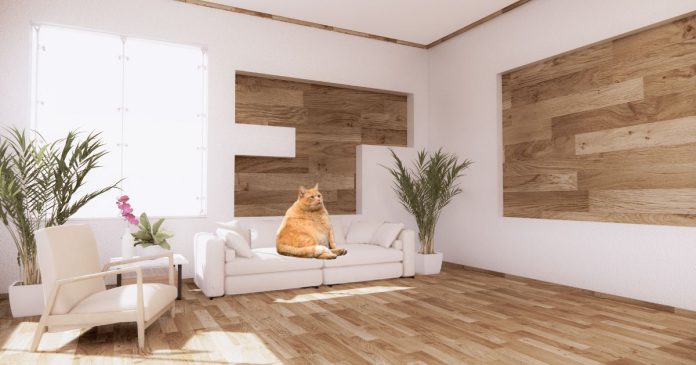 Mùng 1 mèo vào nhà mang ý nghĩa gì