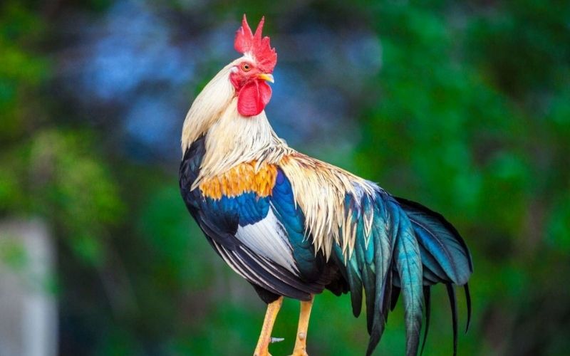 Tử vi tuổi Sửu ngày 30/11/2025