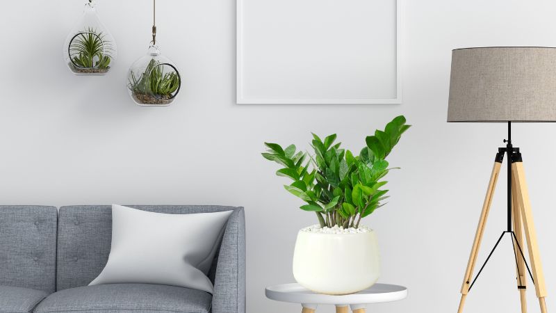 Cây may mắn - Kim tiền