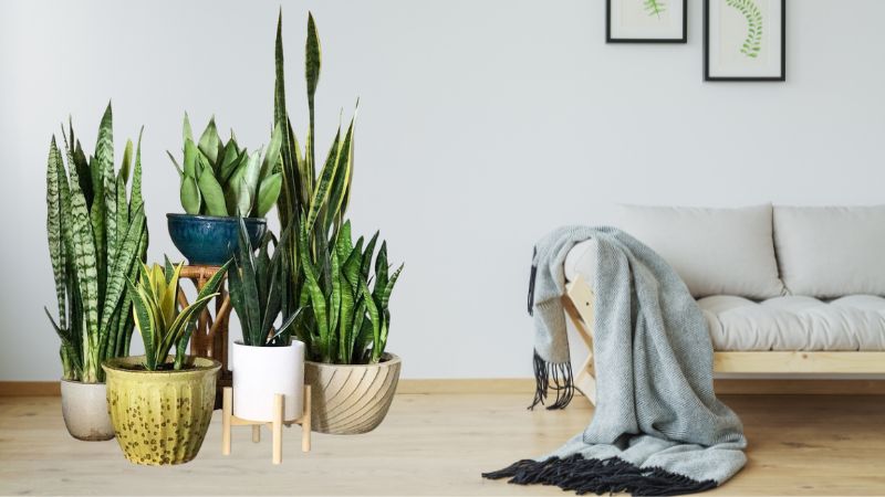 Cây may mắn - Lưỡi hổ